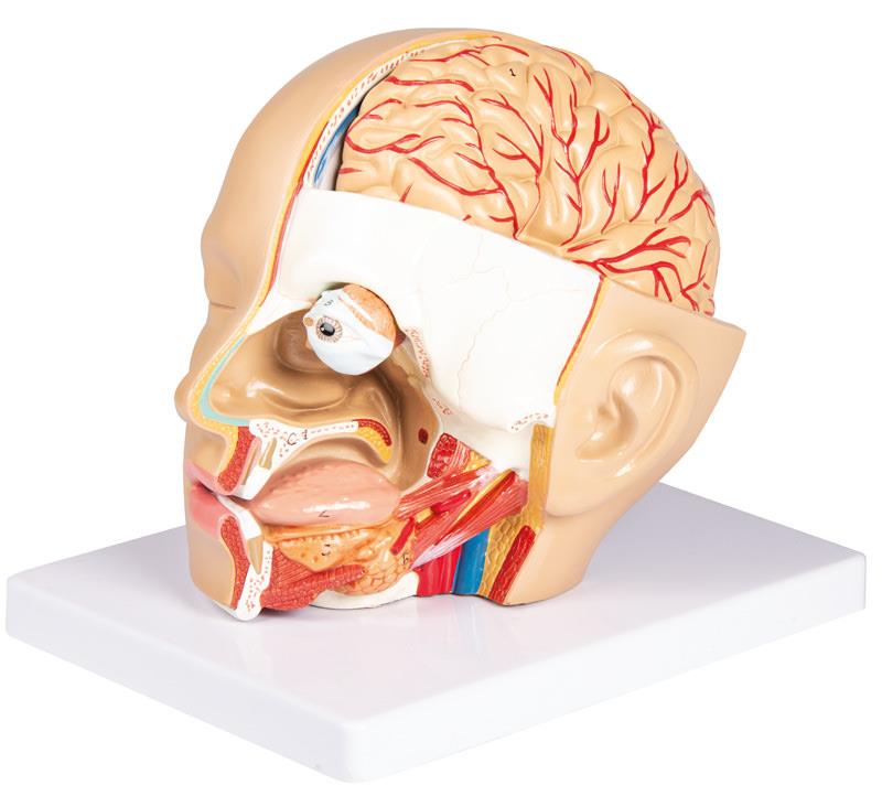 Head model, 4 parts - EZ Augmented Anatomy