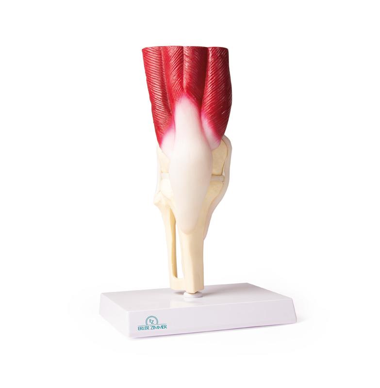 Knee Joint, life size, with muscles