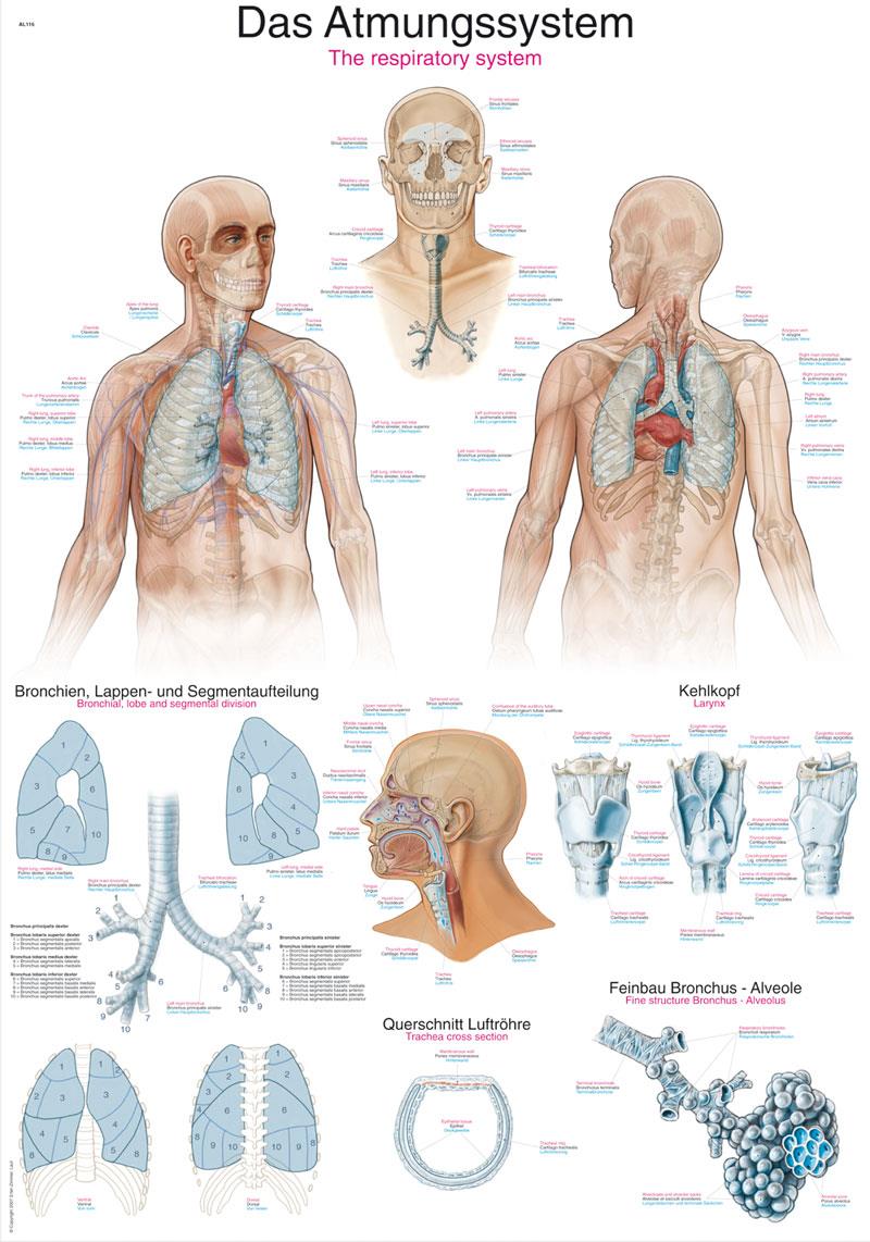 Chart The respiratory system, 70x100cm