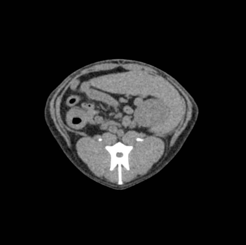 Dog-Abdomen-Phantom-for-CT-and-X-ray-1