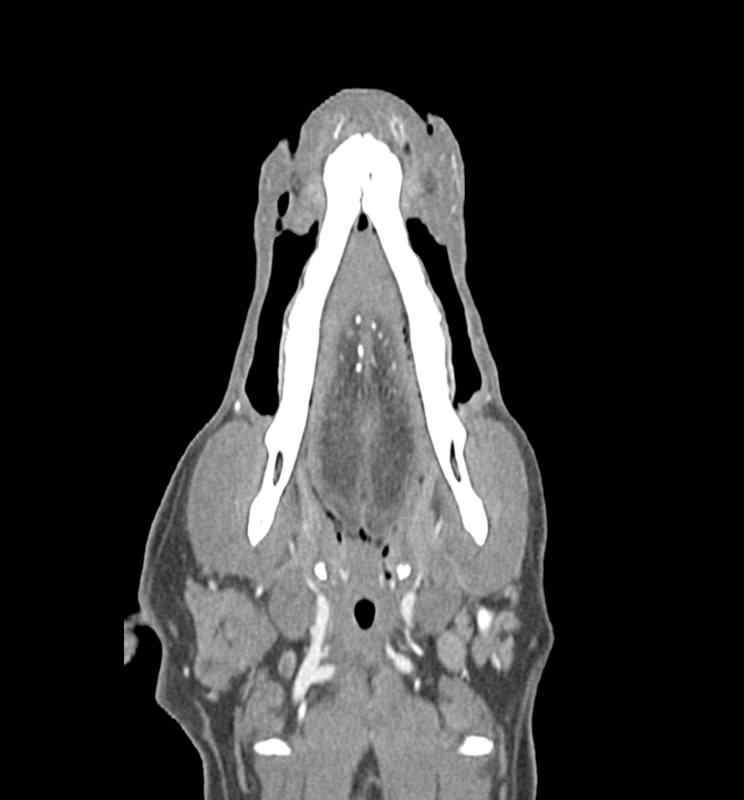 Dog-head-Phantom-for-CT-and-X-ray-2