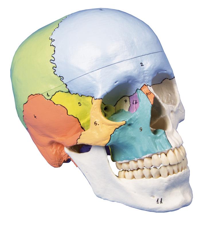 Skull model, 3-part, didactical painted