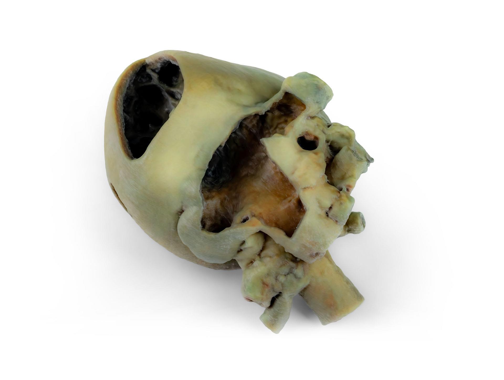 Canine-heart-with-dissection-1