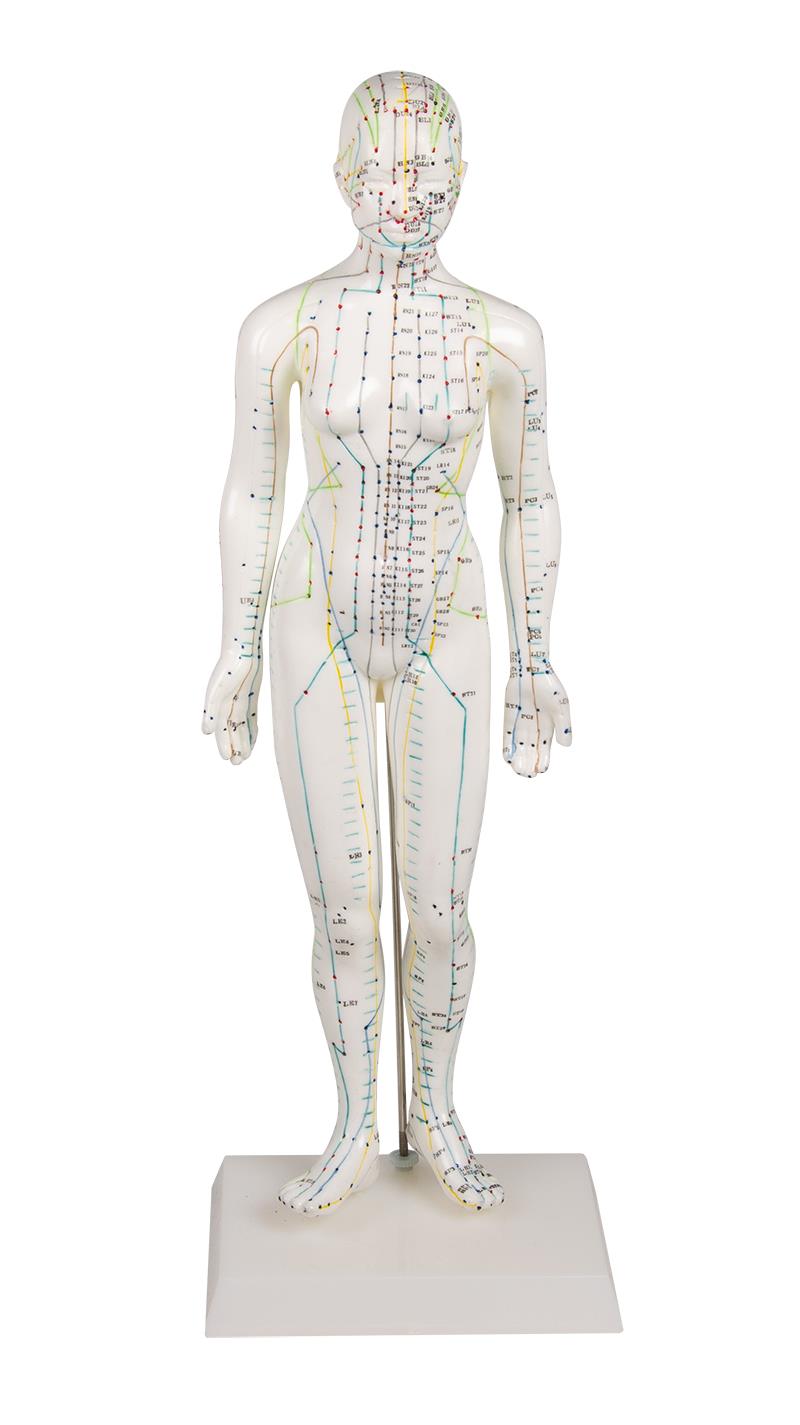 Chinese acupuncture figure, female
