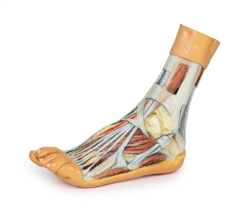 Fuß – Oberflächliche und tiefe Präparation von distalem Unterschenkel und Fuß