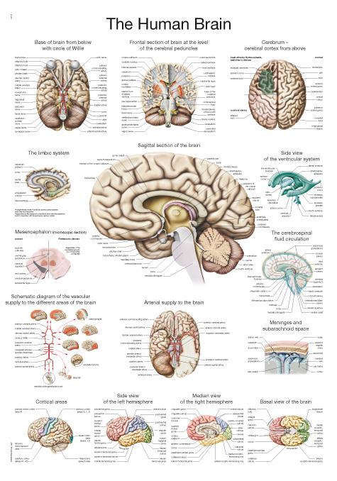 Chart The human brain, 50x70cm
