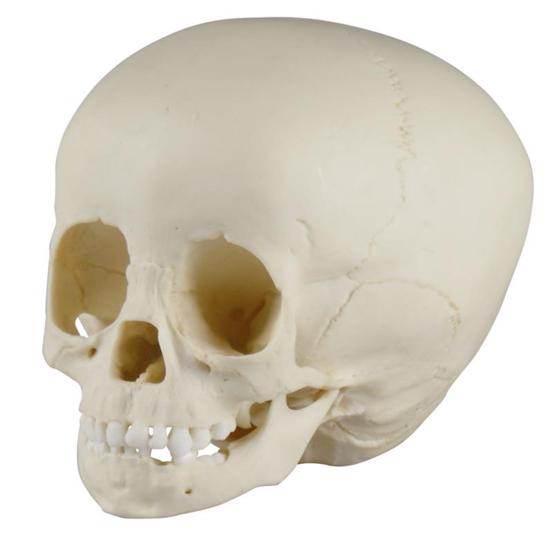 Child skull, 1 ½ year old