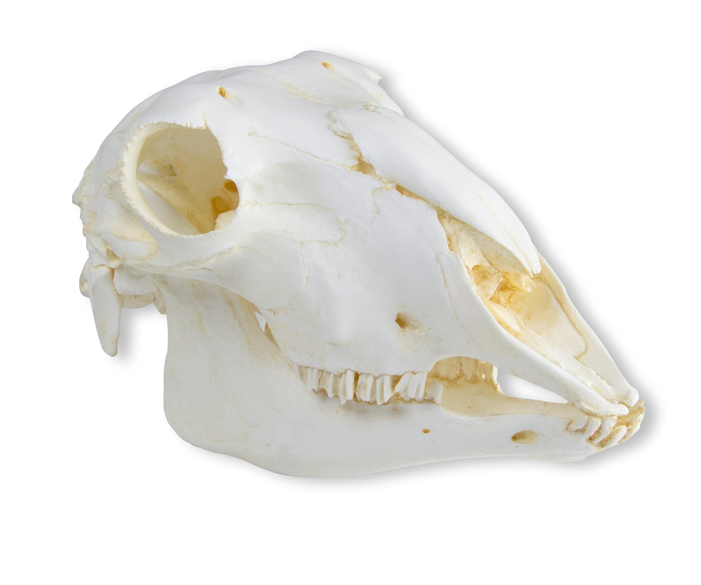 Skull, domestic sheep, female (Ovis aries)