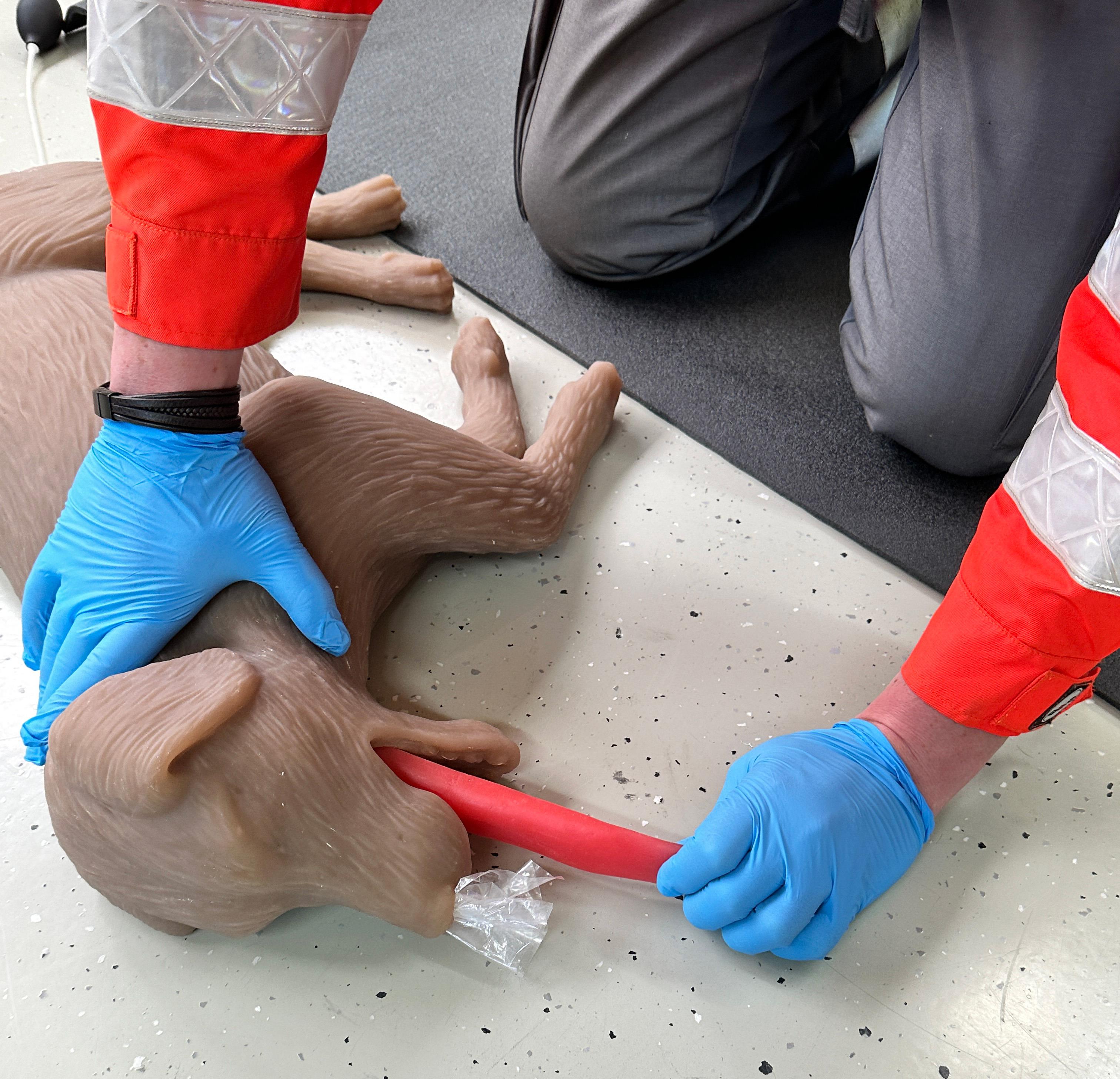 Canine-CPR-Manikin-CooPeR-11
