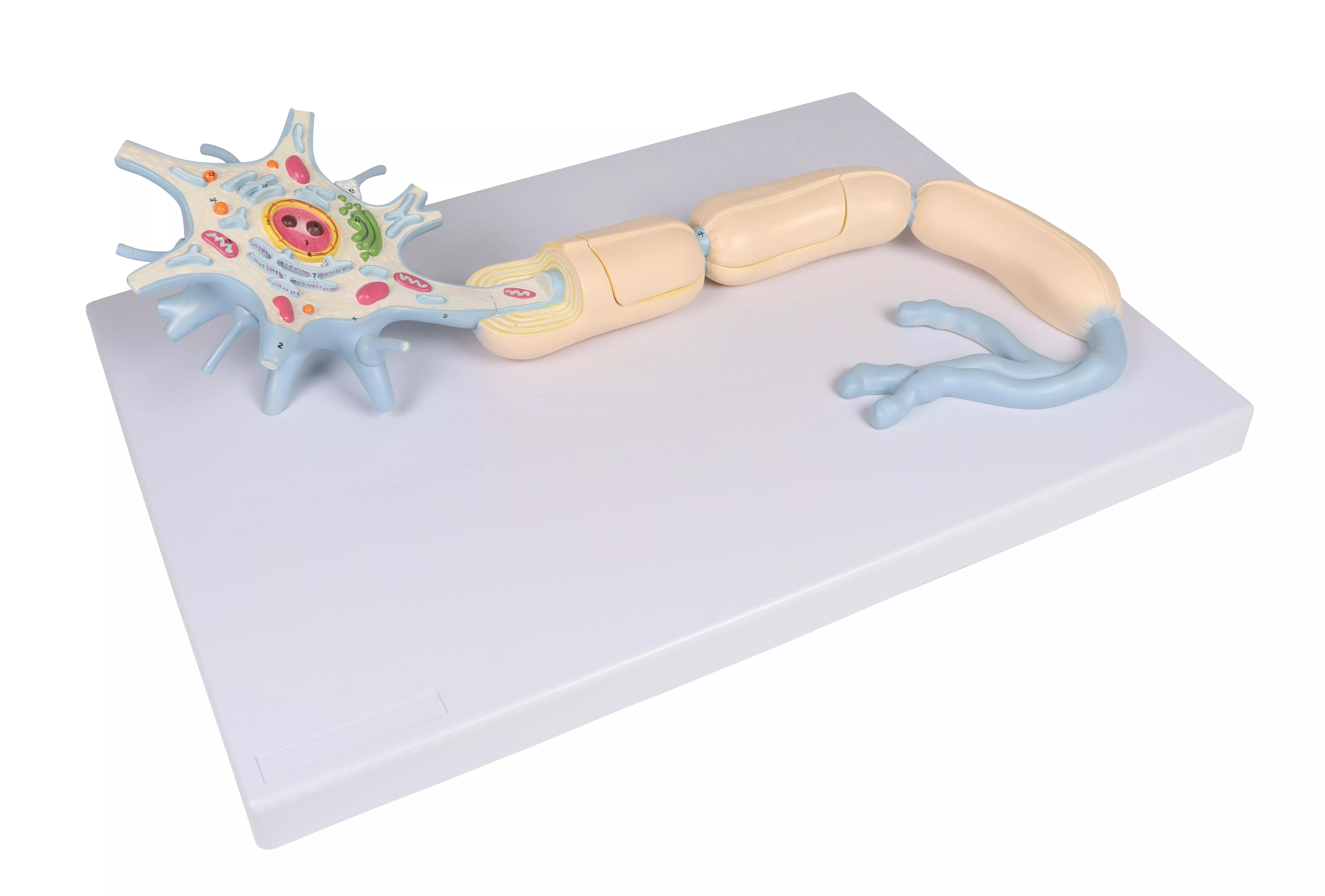 Neuron-3000-fache-Größe-2-teilig-1