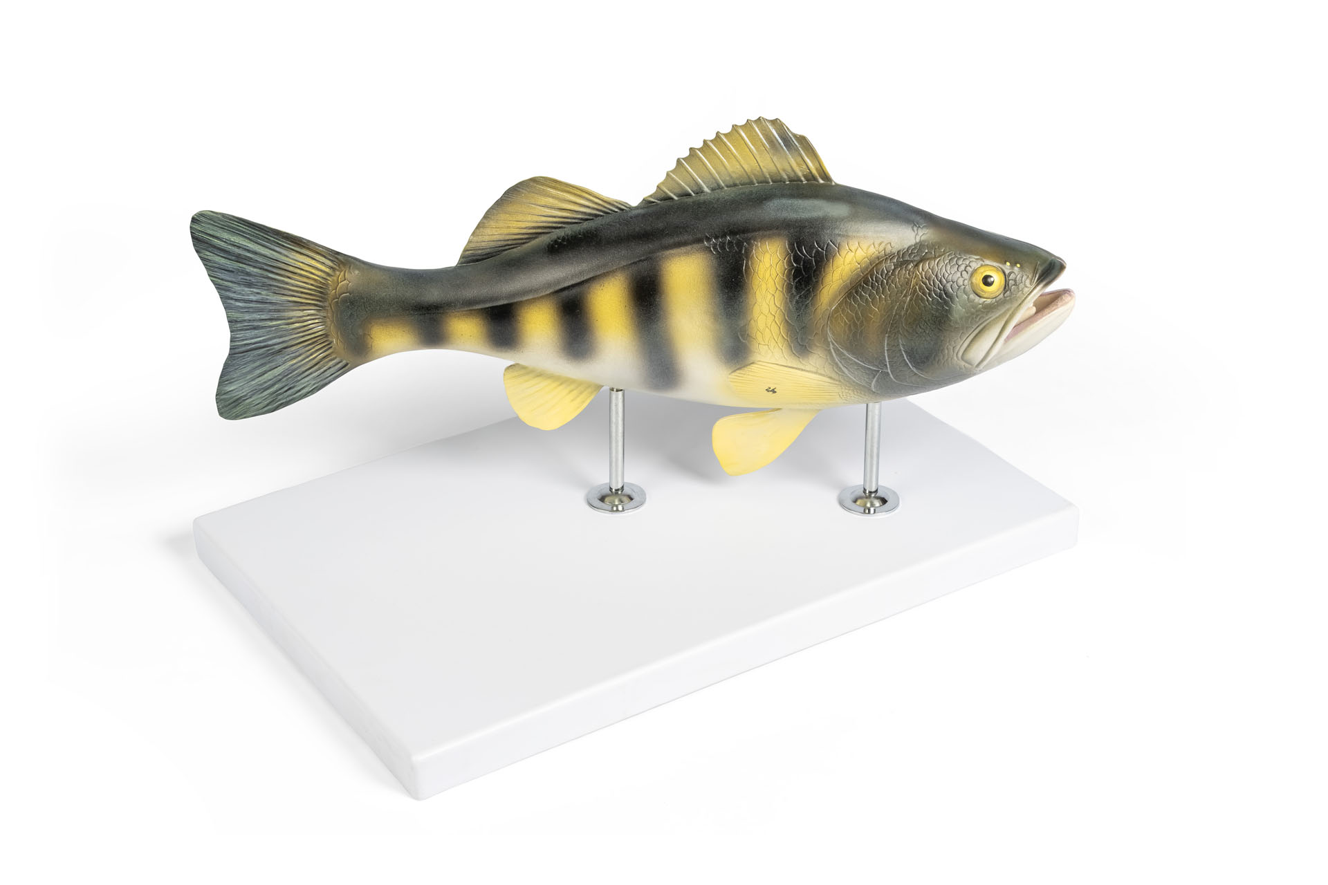 Modell eines Flussbarschs (Perca fluviatilis)