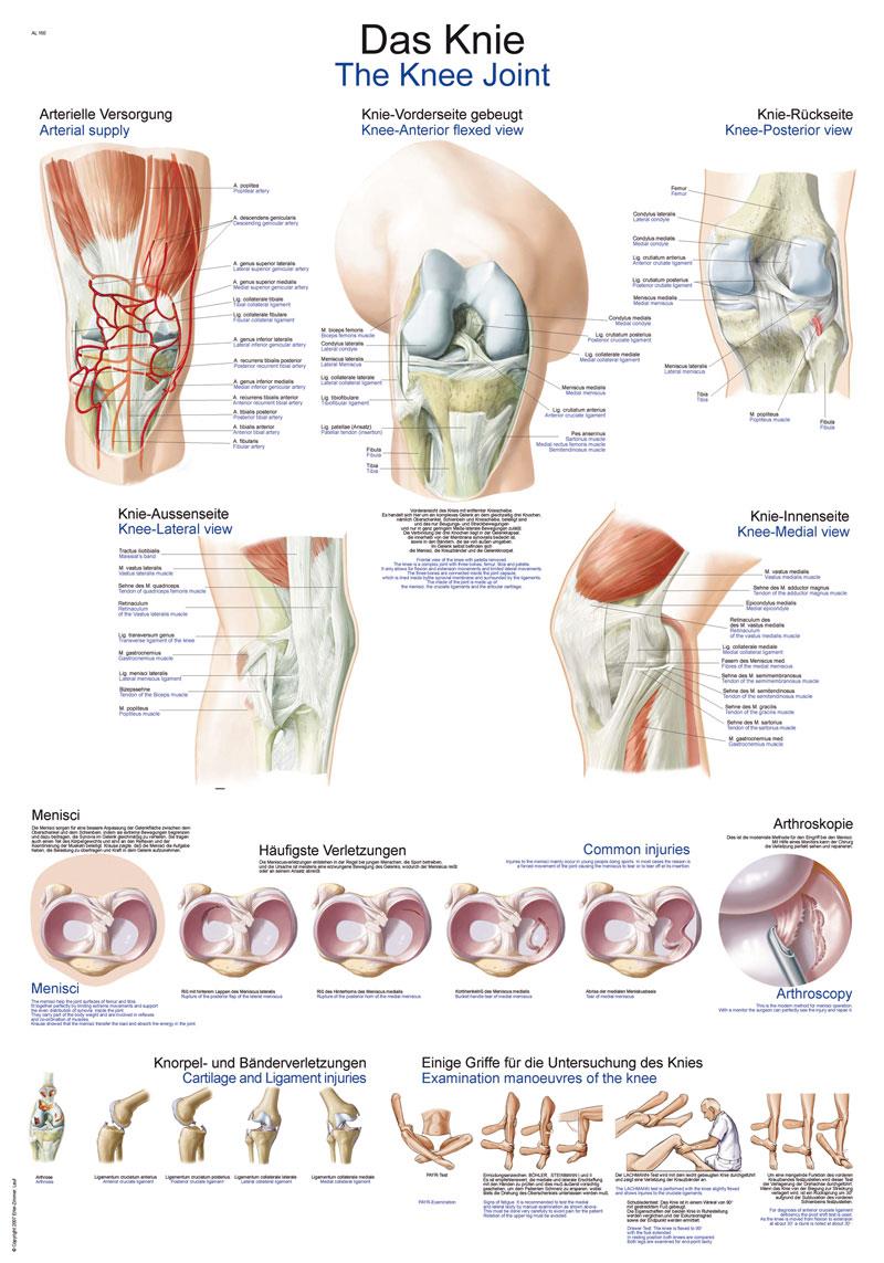 Chart The knee, 70x100cm