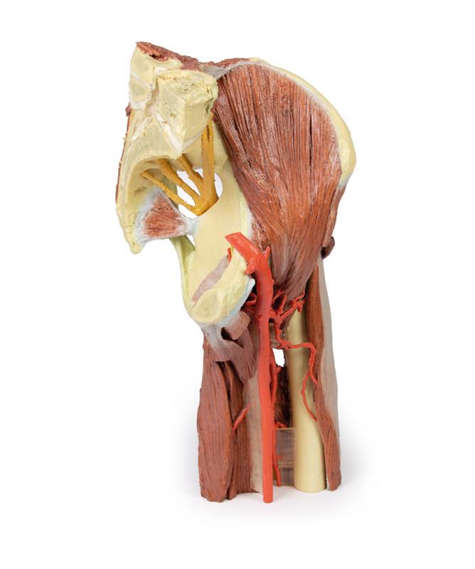 Lower Limb - deep dissection of a left pelvis and thigh