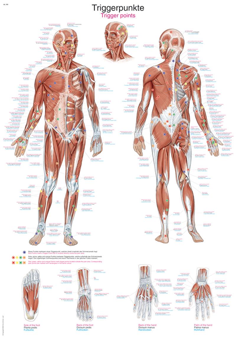 Chart Trigger points, 50x70cm