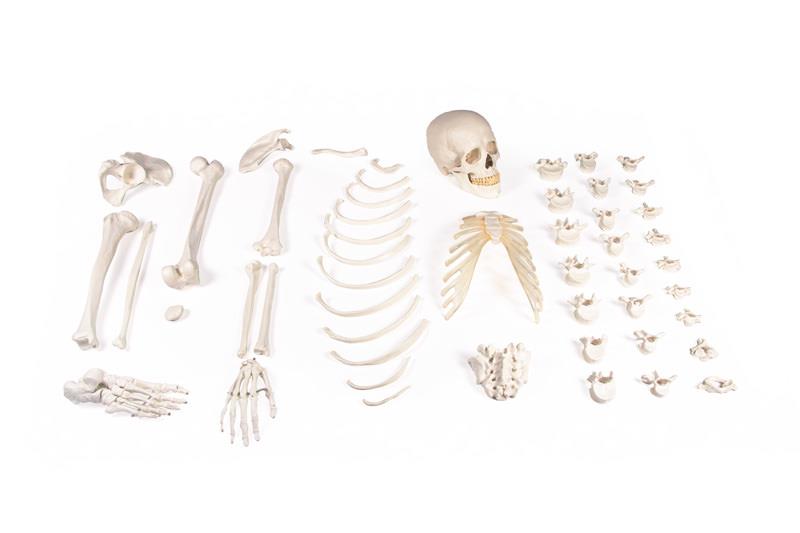 Demi-squelette, démonté (ensemble d&#x2018;os)