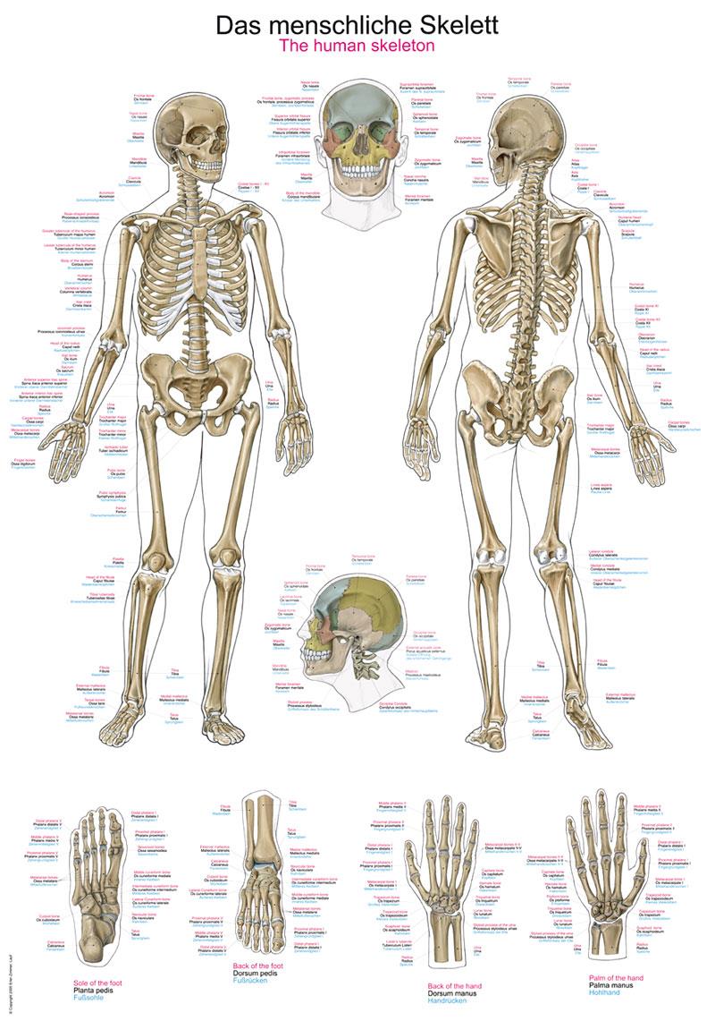 Planche anatomique "Le squelette humain", 70x100 cm