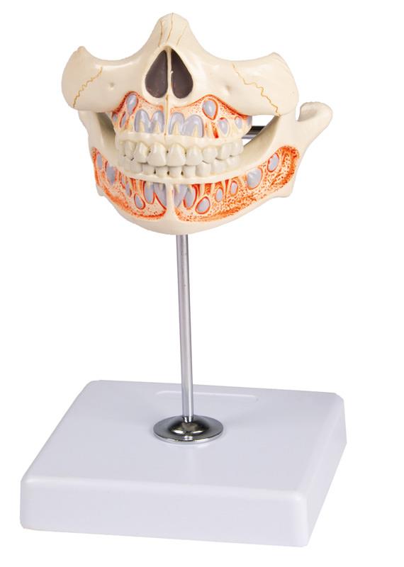 Decidous teeth model