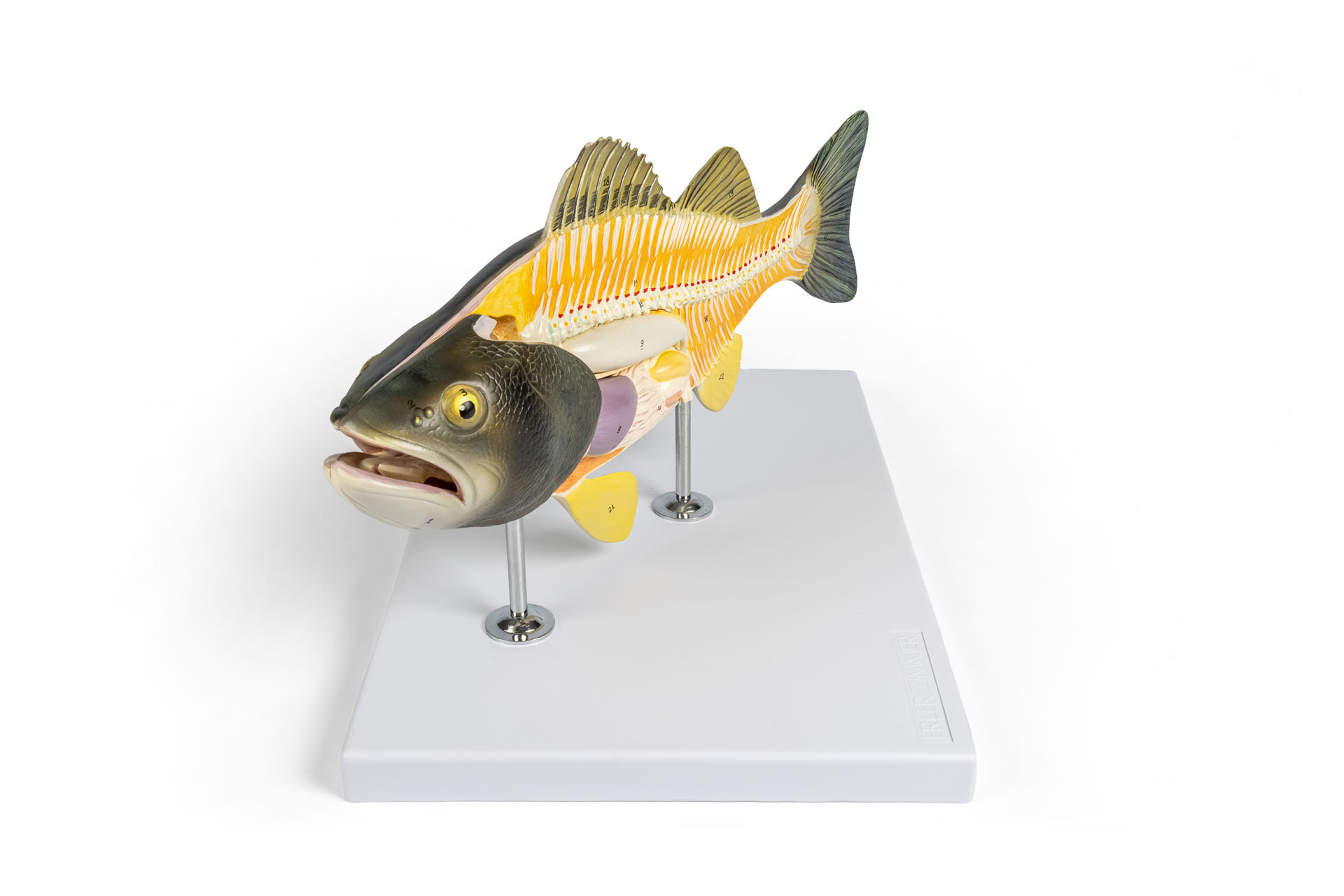 Modell eines Flussbarschs (Perca fluviatilis)