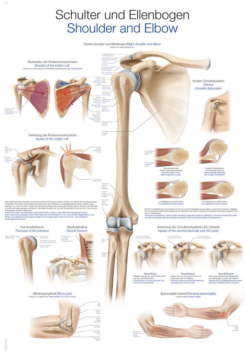 Chart Shoulder and Elbow, 70x100cm