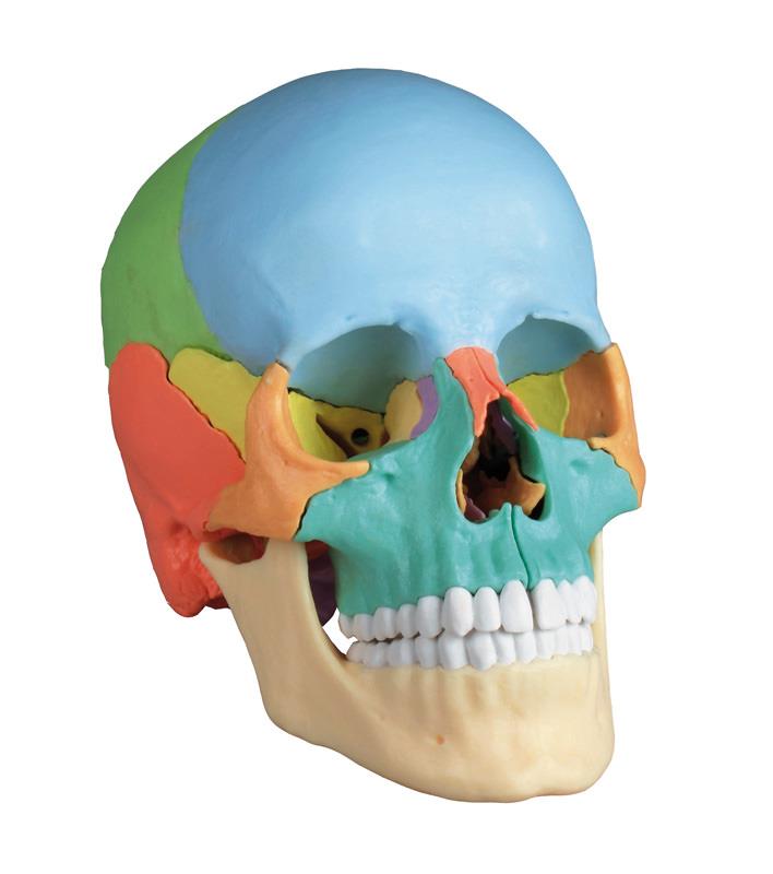 Crâne désarticulable, 22 pièces, type didactique - EZ Augmented Anatomy