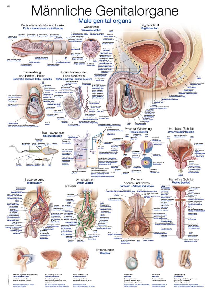 Chart Male genital organs, 70x100cm