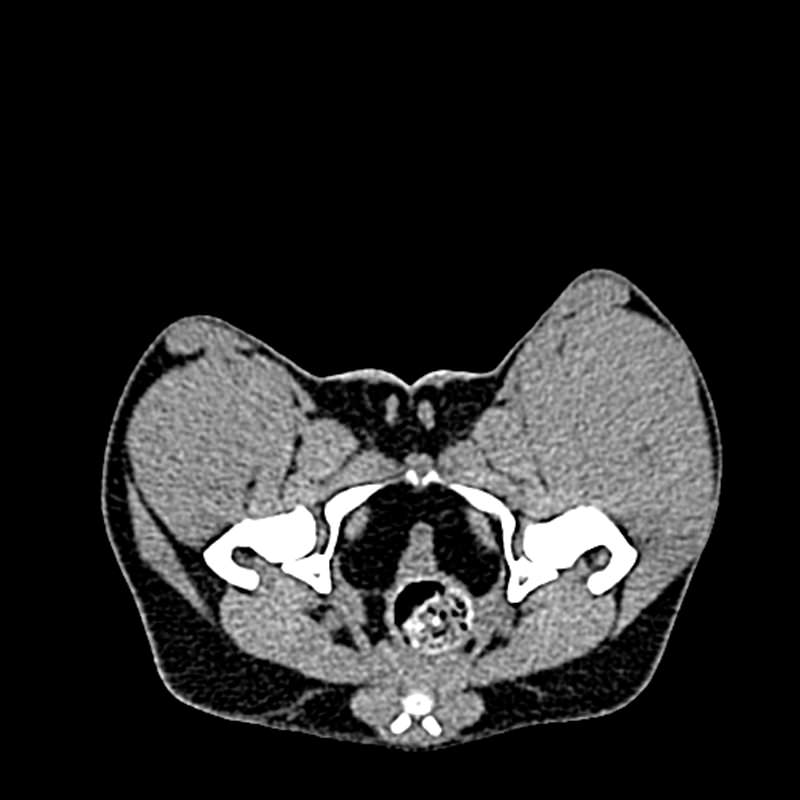 Dog-pelvis-phantom-for-CT-and-x-ray-2