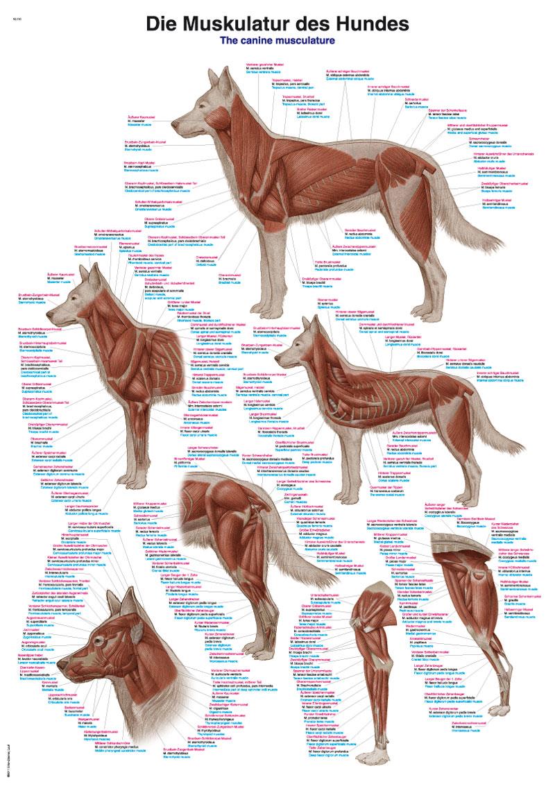 Chart The canine musculature, 70x100cm