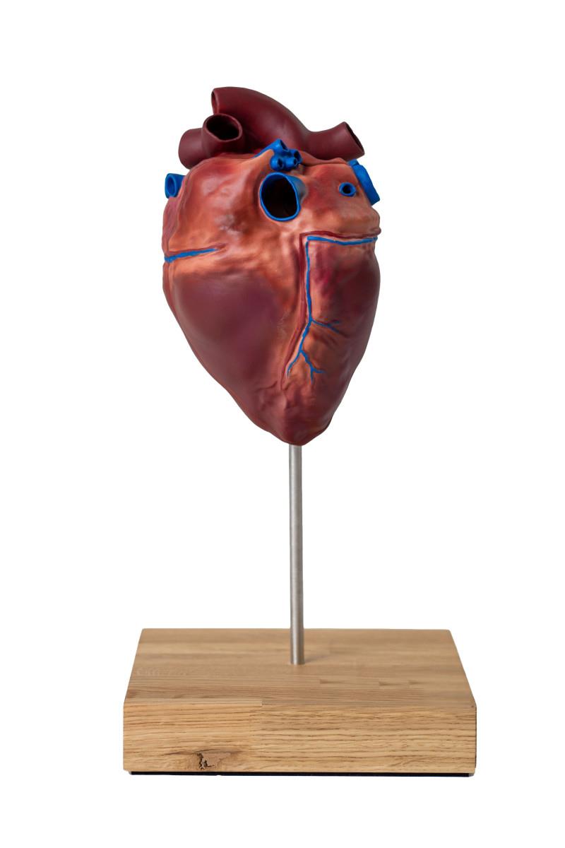 Horse-heart-model