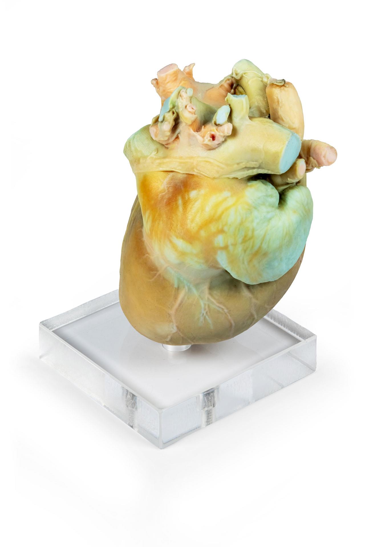 Canine-Echocardiography-Kit-20