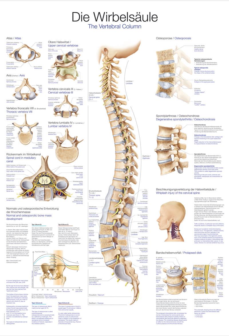 Chart The vertebral column, 50x70cm