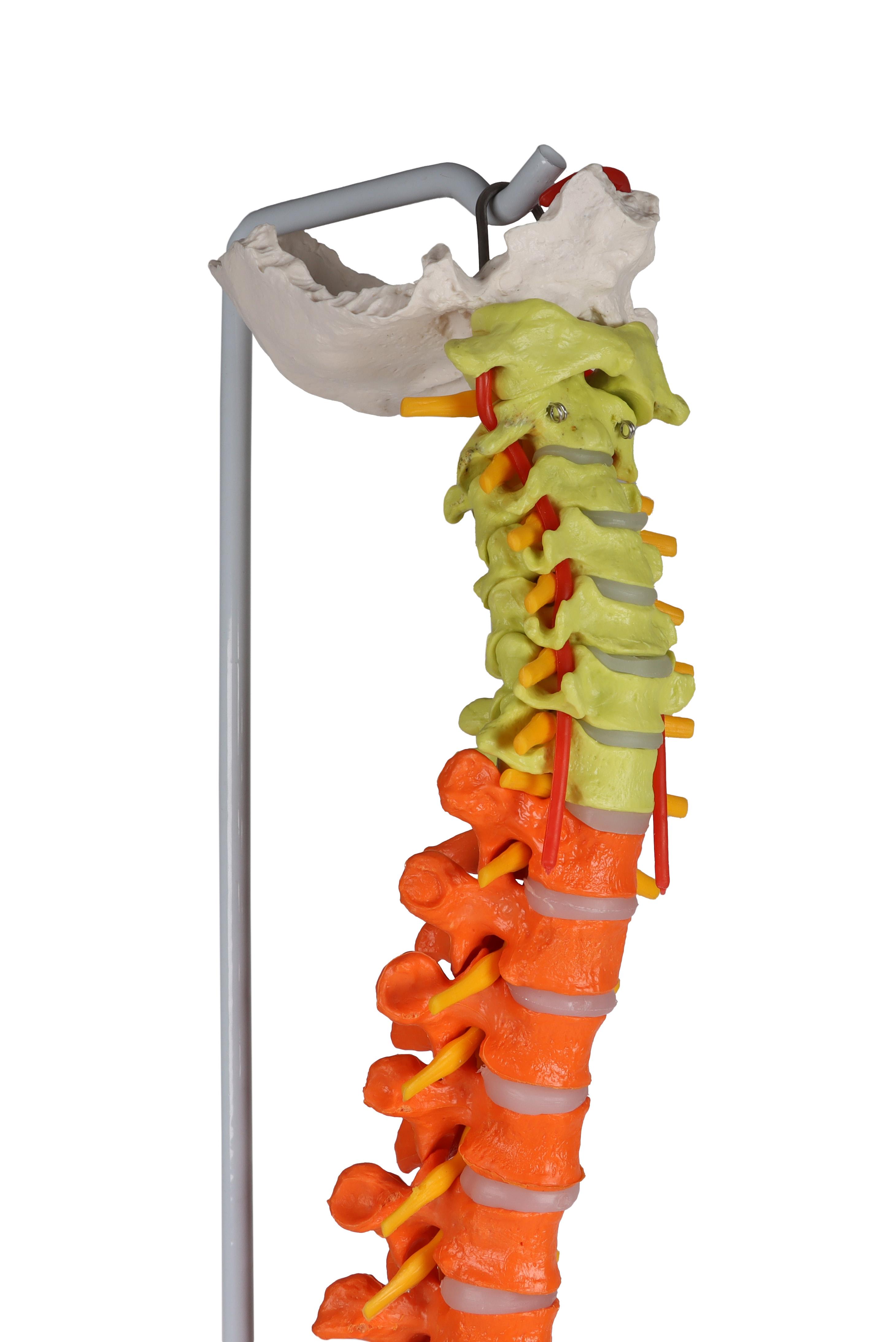Flexible-vertebral-column-didactic-2