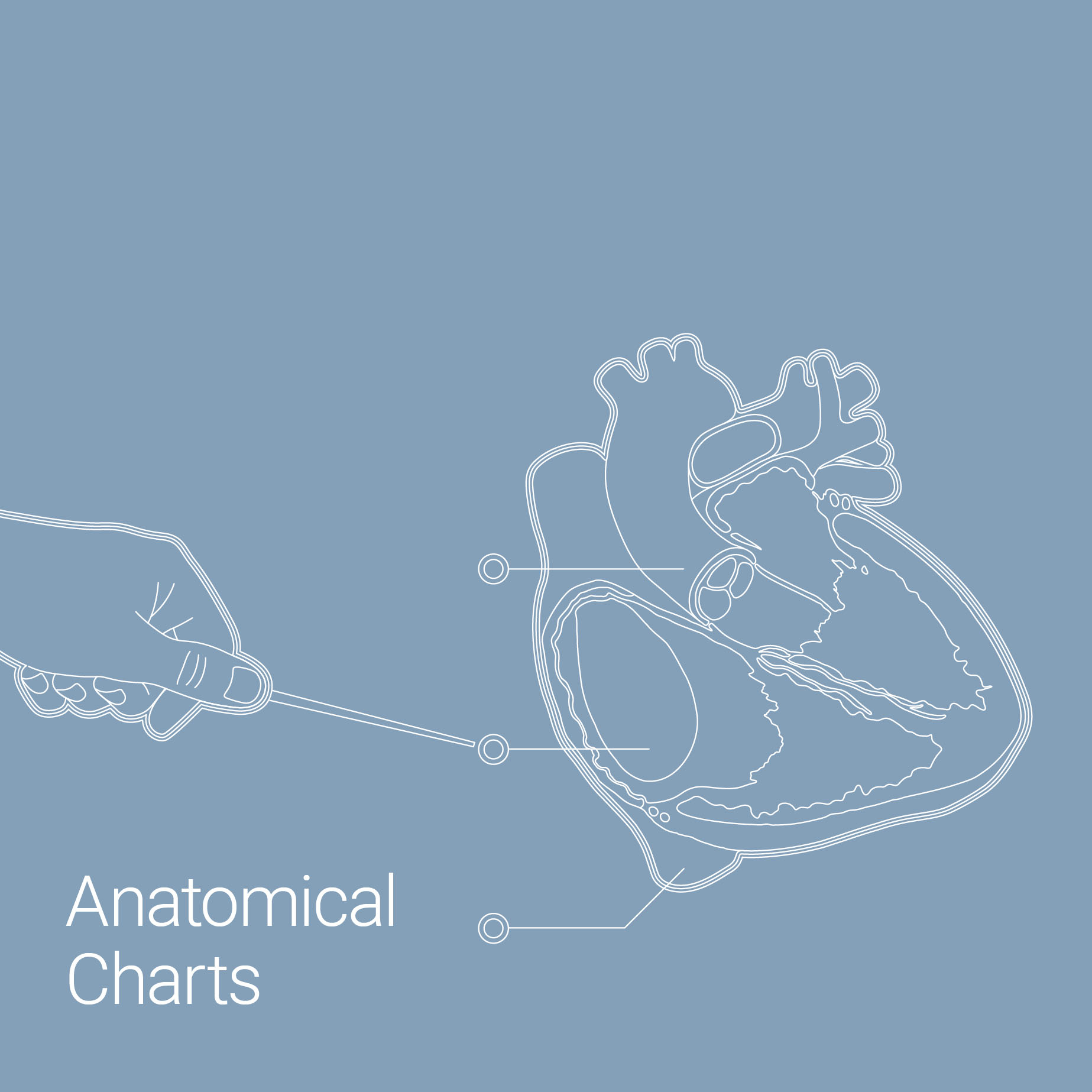 anatomical charts - product catalogue 