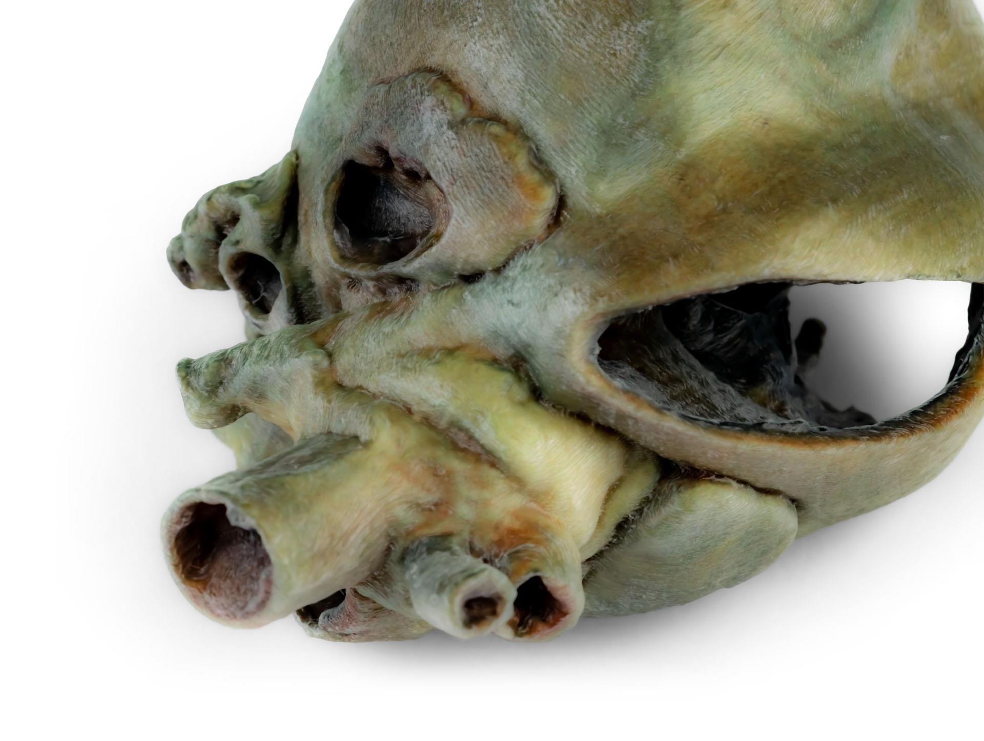 Canine-heart-with-dissection-4