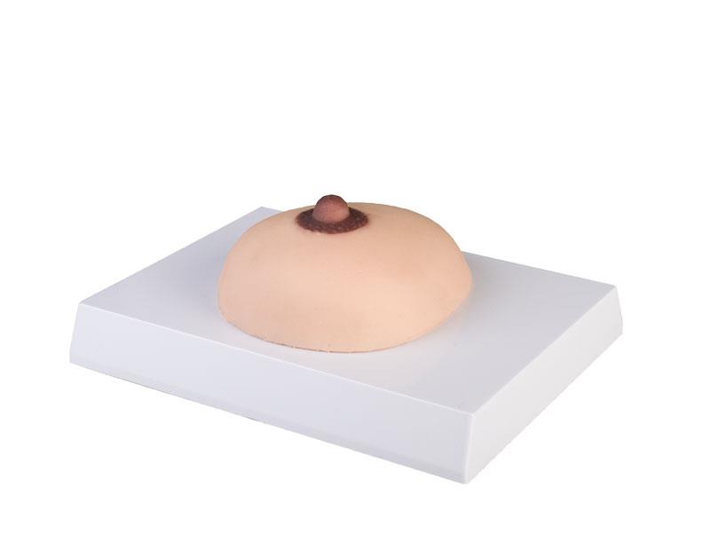 Breast cancer palpation model