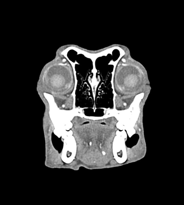 Dog-head-Phantom-for-CT-and-X-ray-3
