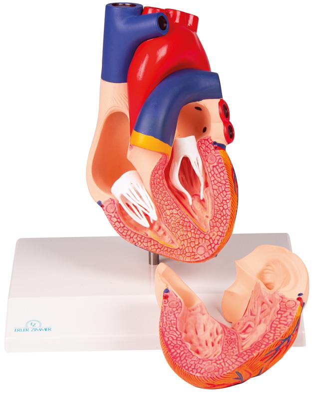 Heart model, life size, 2 parts - EZ Augmented Anatomy