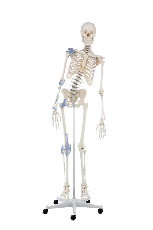 Skeleton “Toni” with movable spine and ligaments