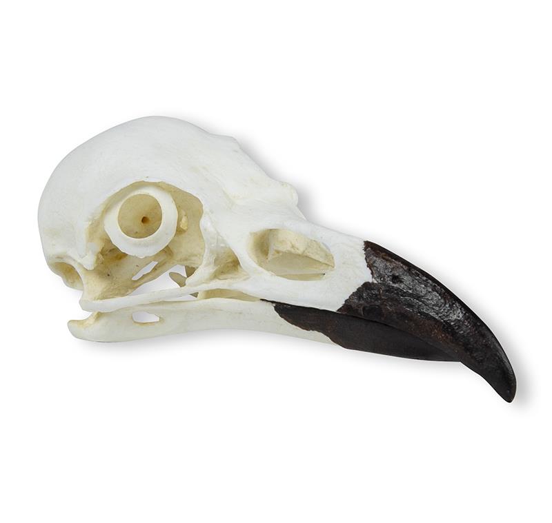 Skull, Raven (Corvus corax)
