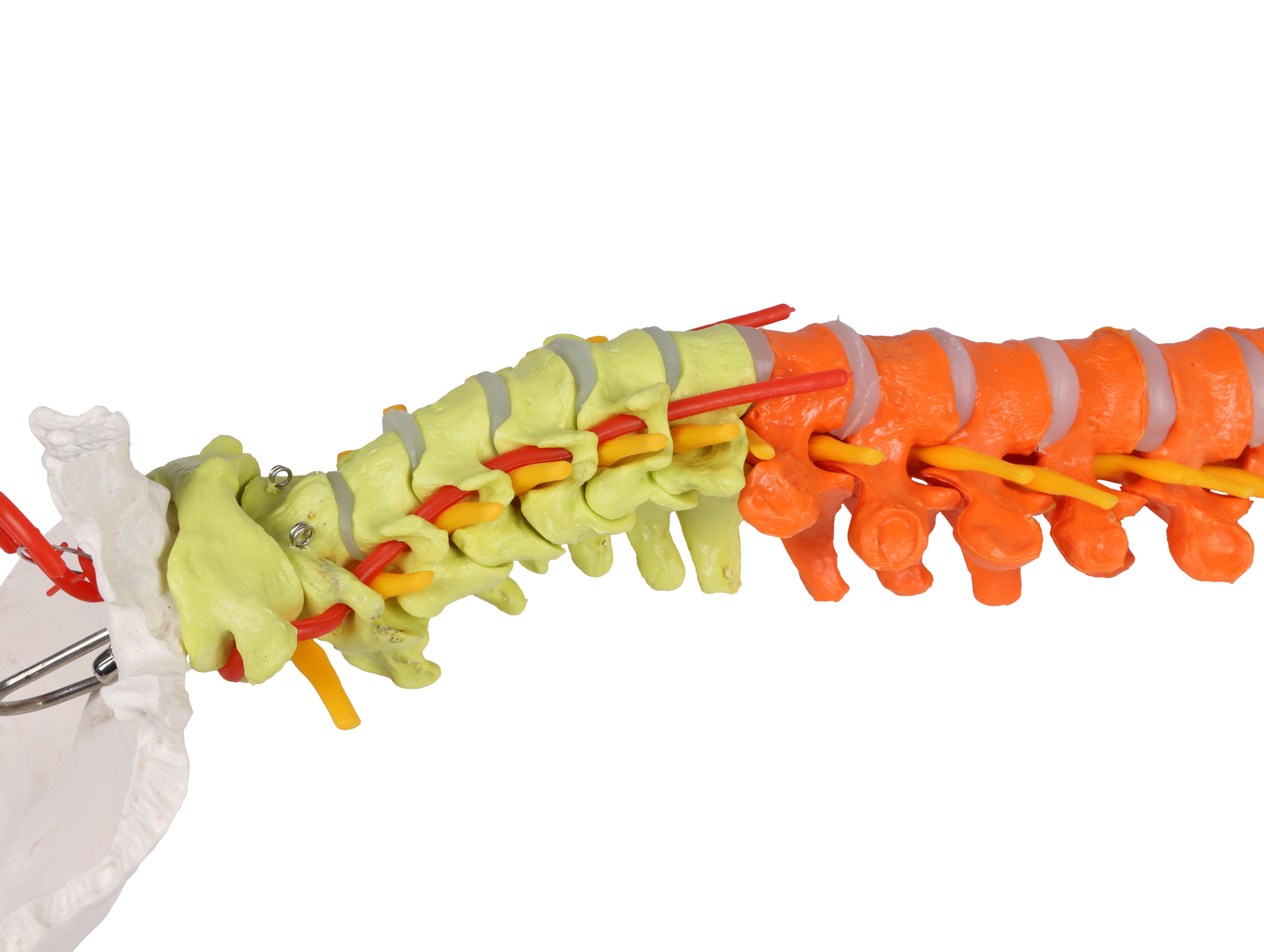 Flexible-vertebral-column-didactic-5