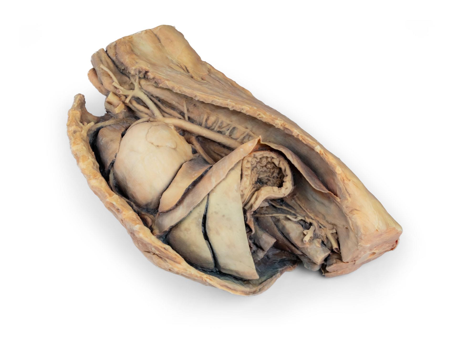 Canine-thoracic-cavity-left-side