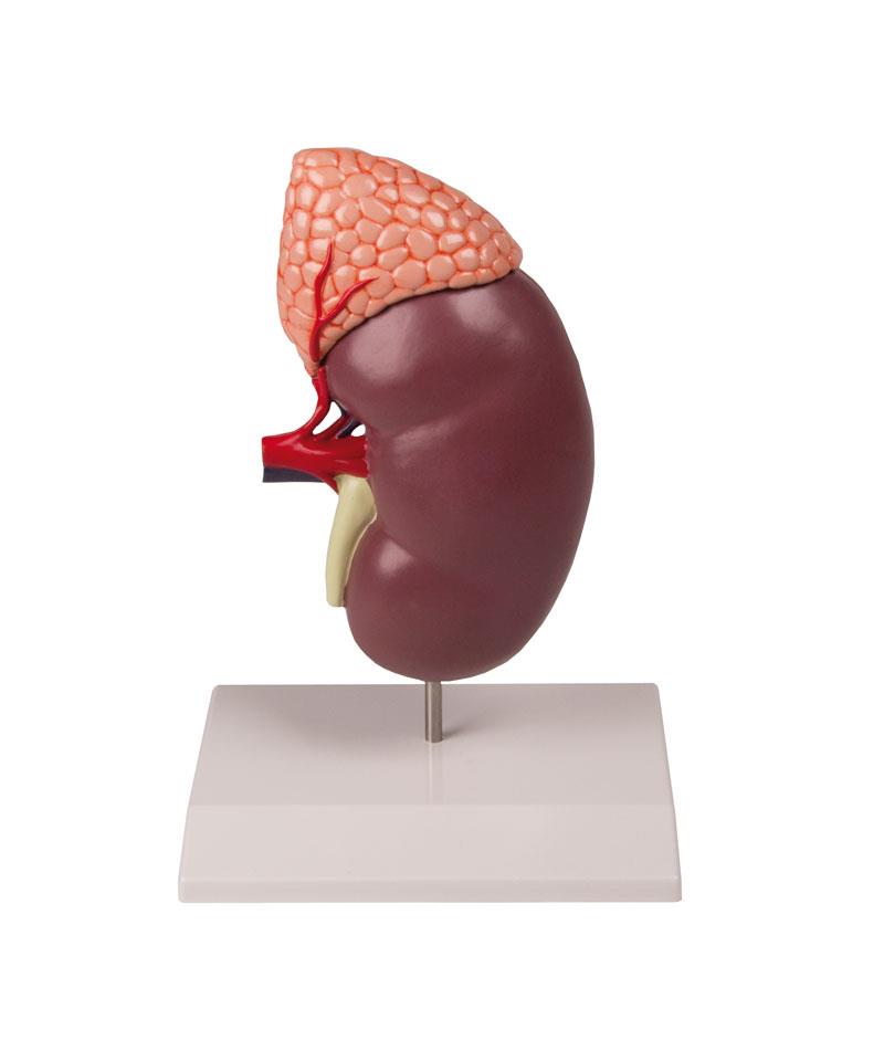 Kidney with Adrenal Gland, 2 times enlarged, 2-part