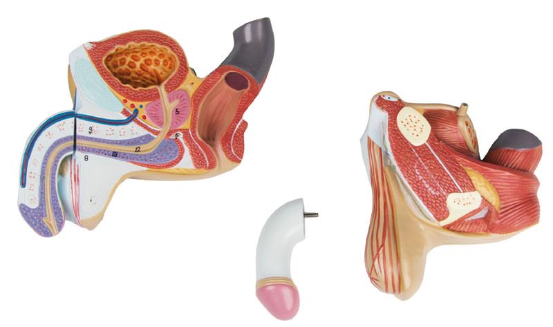 Male genital organs, 4 part