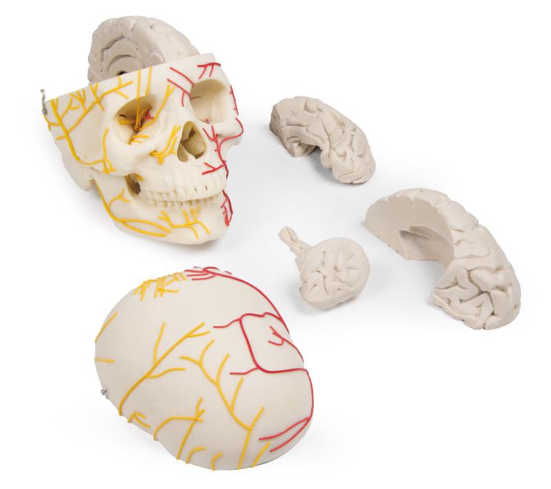 Neurovascular skull with brain