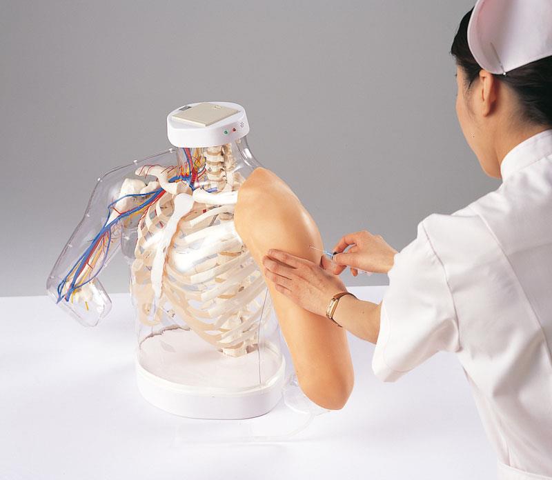 Model of shoulder and arm anatomy / i.m. injection technique