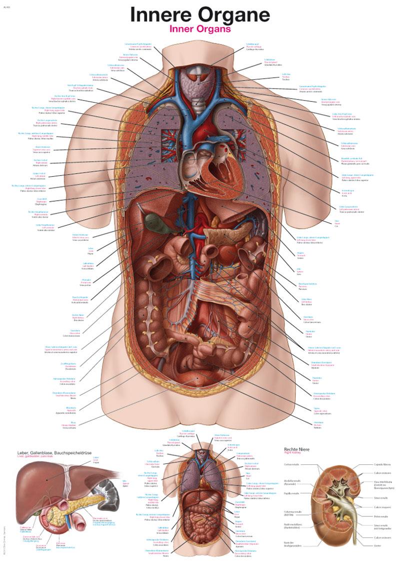 Planche anatomique „ Organes Internes“, 70x100 cm