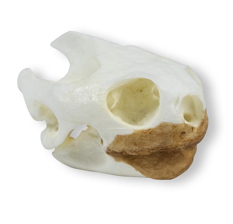 Skull, turtoise (Testudo sp.)