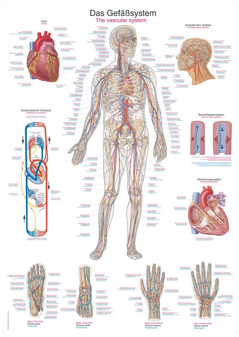 Chart The vascular system, 50x70cm
