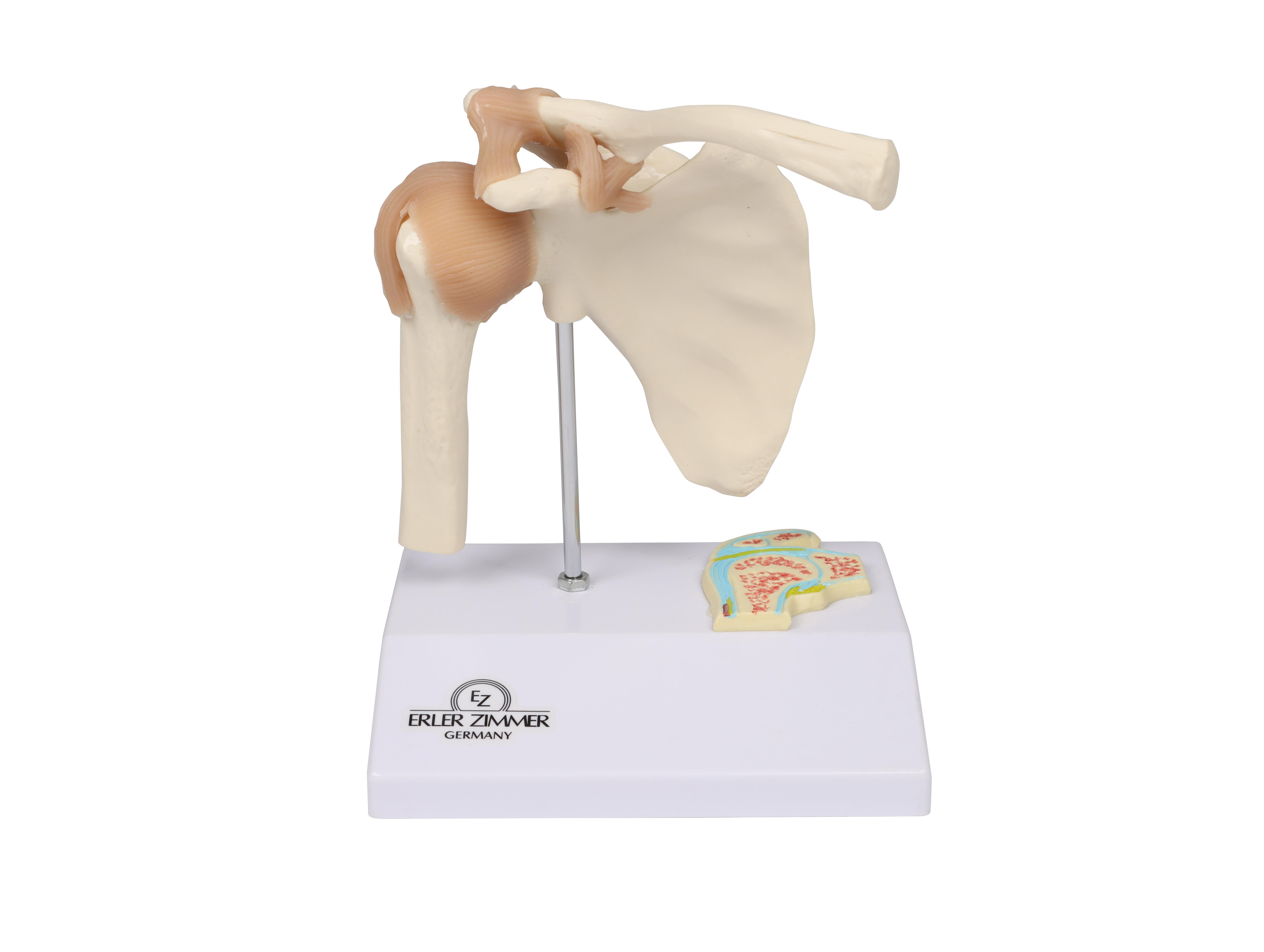Miniature Shoulder Joint with cross section