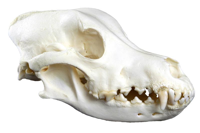Dog Skull, big size (Canis familiaris, replica)