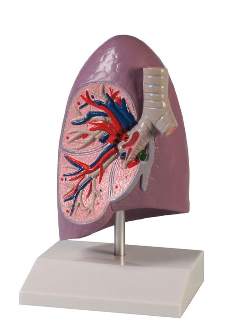 Modèle du poumon, taille naturelle - EZ Augmented Anatomy